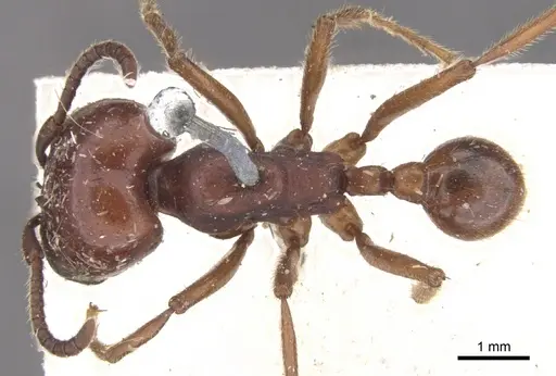 Labidus coecus - CASENT0902660