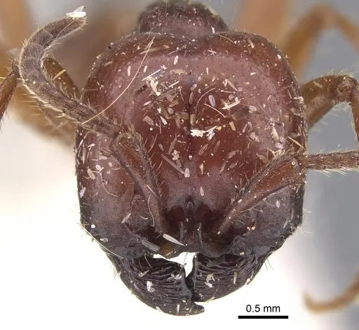 Labidus coecus - CASENT0902660