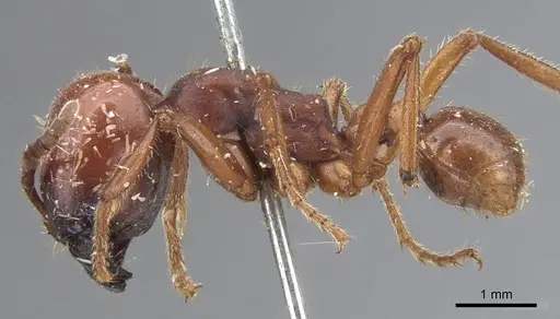 Labidus coecus - CASENT0902660