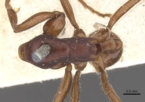 Labidus coecus - CASENT0902661