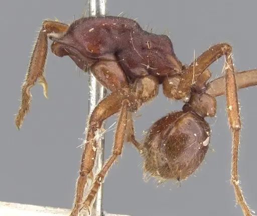 Labidus coecus - CASENT0902661