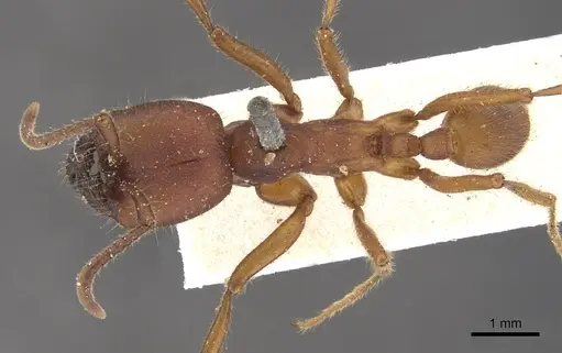 Labidus coecus - CASENT0902662