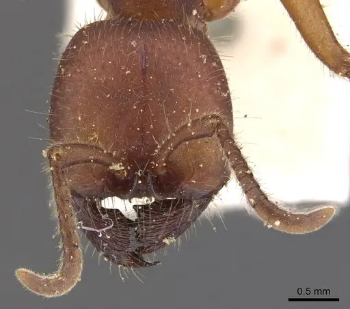 Labidus coecus - CASENT0902662