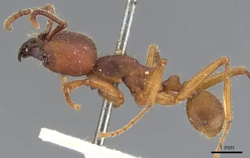 Labidus coecus - CASENT0902662