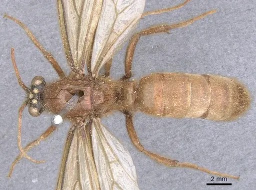 Labidus coecus - CASENT0902663