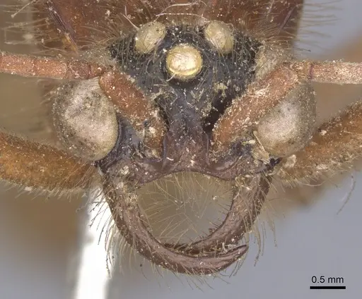 Labidus coecus - CASENT0902663