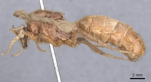 Labidus coecus - CASENT0902663