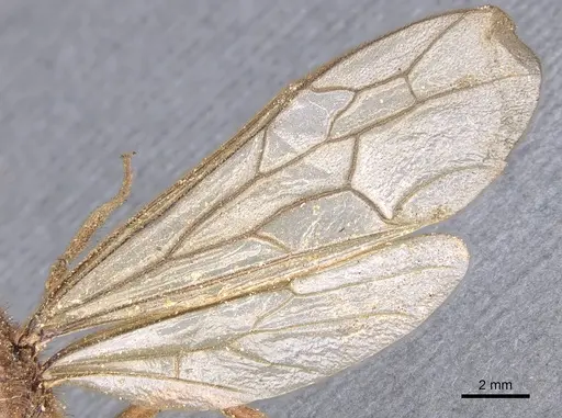 Labidus coecus - CASENT0902663