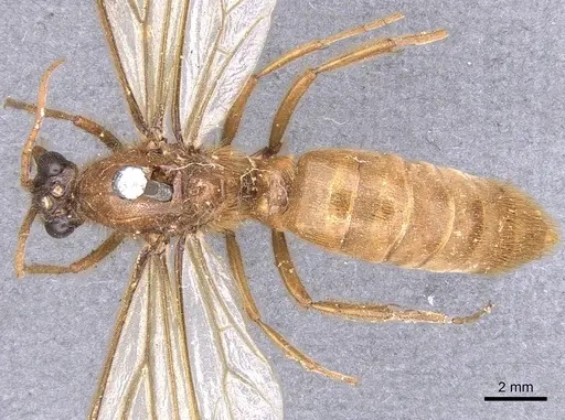 Labidus coecus - CASENT0902664