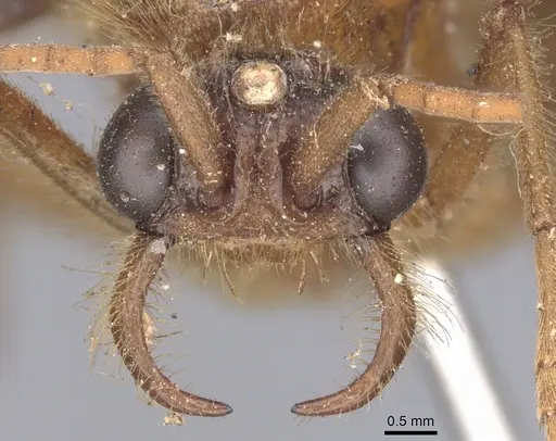 Labidus coecus - CASENT0902664