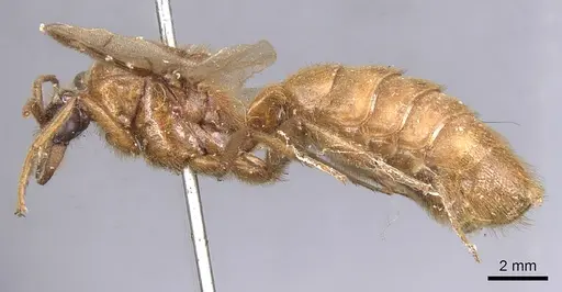 Labidus coecus - CASENT0902664