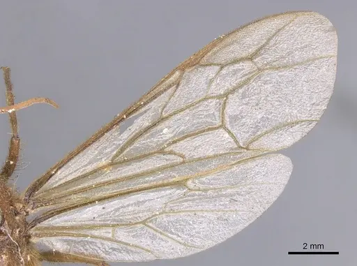 Labidus coecus - CASENT0902664