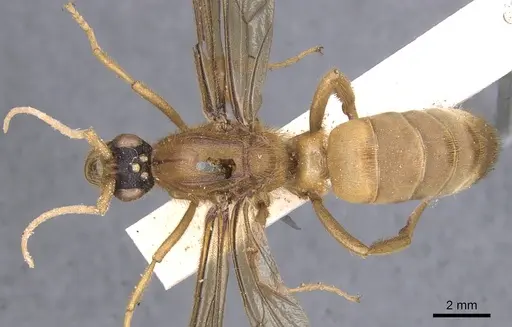 Labidus coecus - CASENT0902665