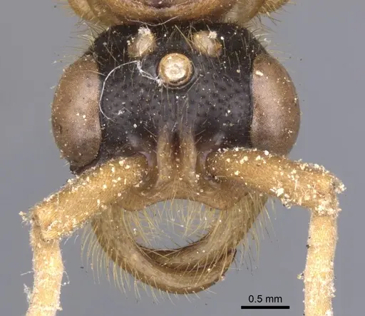 Labidus coecus - CASENT0902665