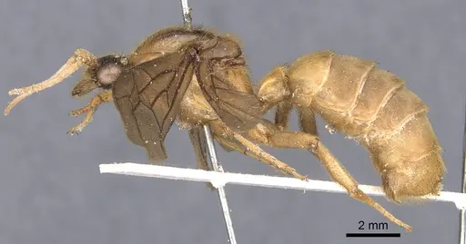 Labidus coecus - CASENT0902665