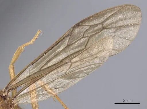 Labidus coecus - CASENT0902665