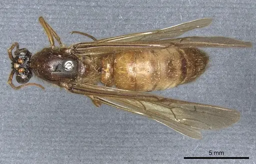 Labidus coecus - CASENT0903721