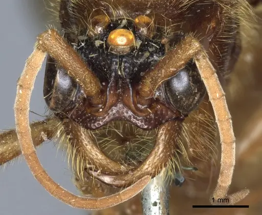 Labidus coecus - CASENT0903721