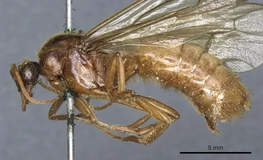 Labidus coecus - CASENT0903721