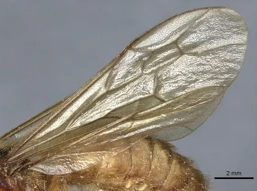 Labidus coecus - CASENT0903721