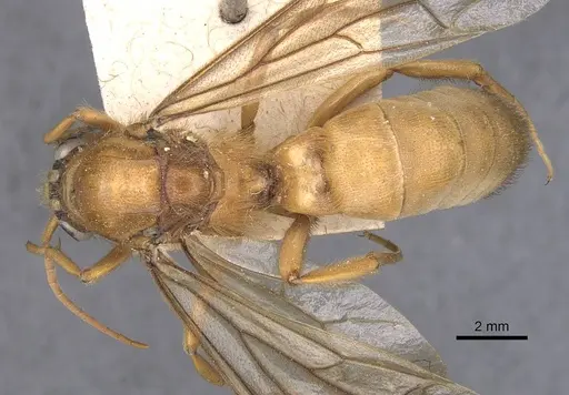 Labidus coecus - CASENT0905942