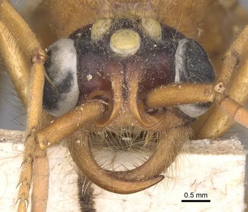 Labidus coecus - CASENT0905942