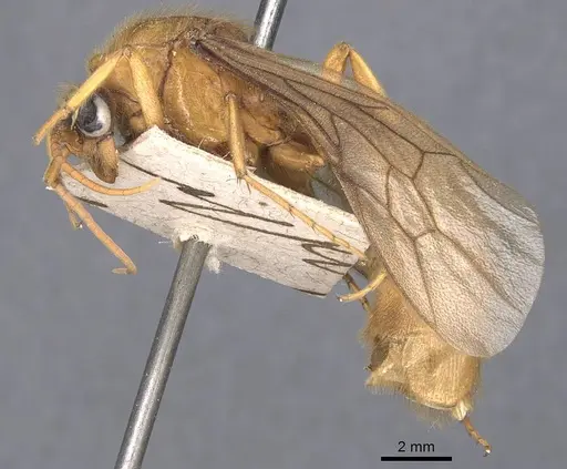 Labidus coecus - CASENT0905942