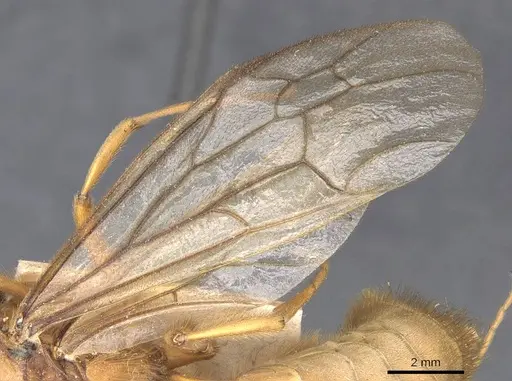 Labidus coecus - CASENT0905942