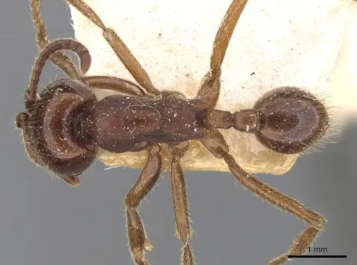 Labidus coecus - CASENT0905943