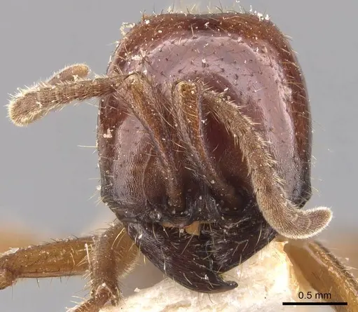 Labidus coecus - CASENT0905943