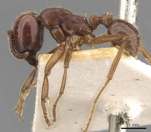 Labidus coecus - CASENT0905943