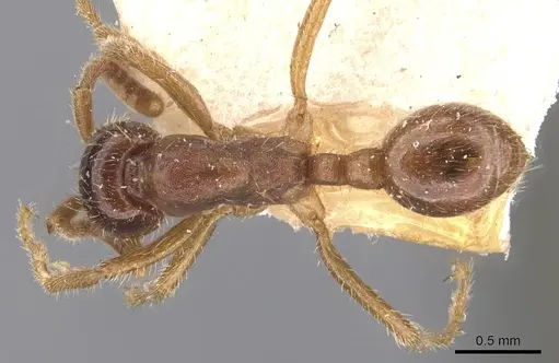 Labidus coecus - CASENT0905944