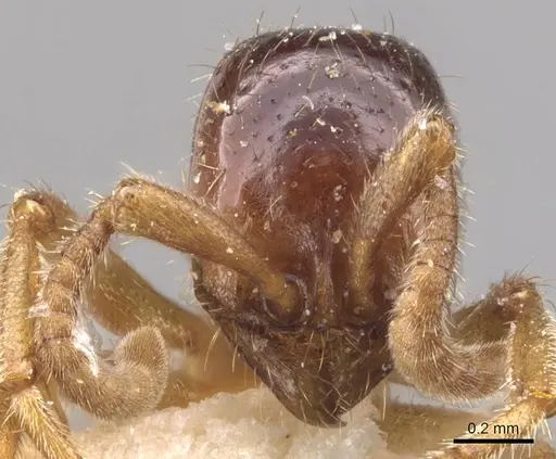 Labidus coecus - CASENT0905944