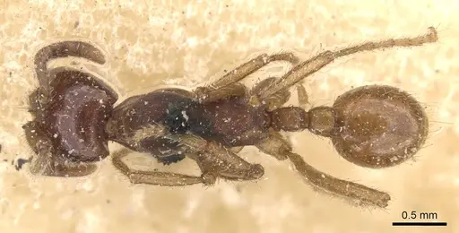 Labidus coecus - CASENT0905945