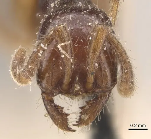 Labidus coecus - CASENT0905945