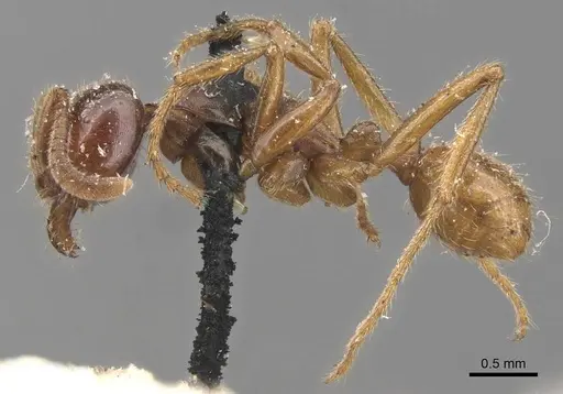 Labidus coecus - CASENT0905945