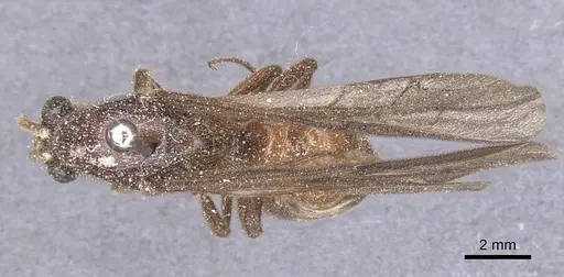 Labidus coecus - CASENT0911392