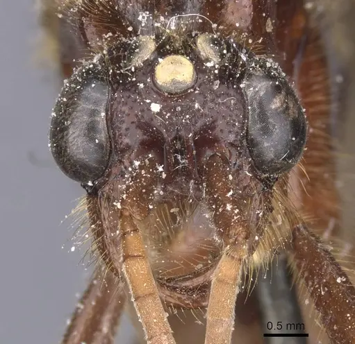 Labidus coecus - CASENT0911392