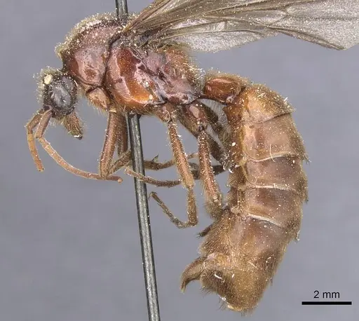 Labidus coecus - CASENT0911392