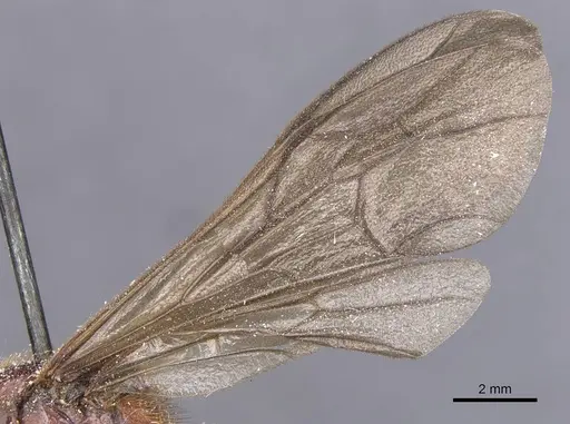 Labidus coecus - CASENT0911392