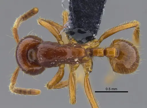 Labidus coecus - CBUMAGENT41855