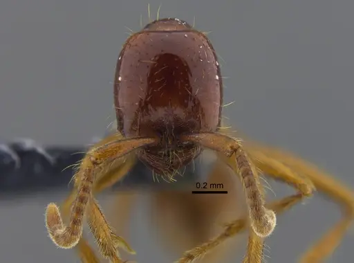 Labidus coecus - CBUMAGENT41855