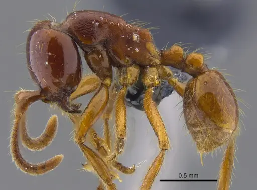 Labidus coecus - CBUMAGENT41855