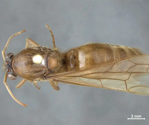 Labidus coecus - DZUP549833