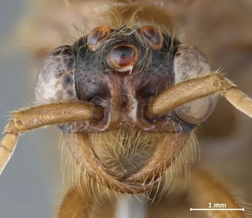 Labidus coecus - DZUP549833