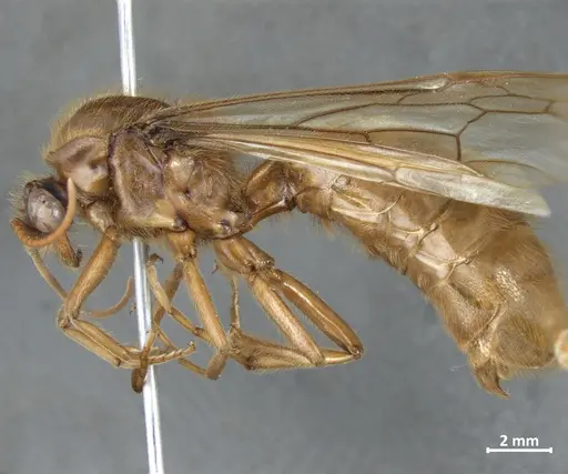 Labidus coecus - DZUP549833