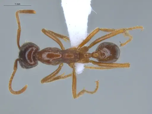 Labidus coecus - ECOFOG-IT14-0257-21