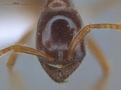 Labidus coecus - ECOFOG-IT14-0257-21