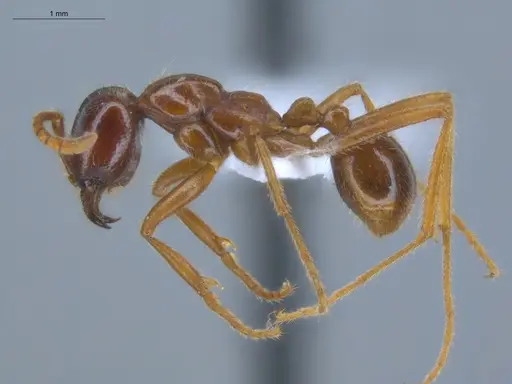 Labidus coecus - ECOFOG-IT14-0257-21