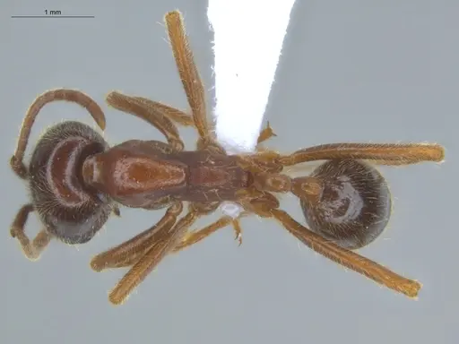 Labidus coecus - ECOFOG-IT14-0292-19